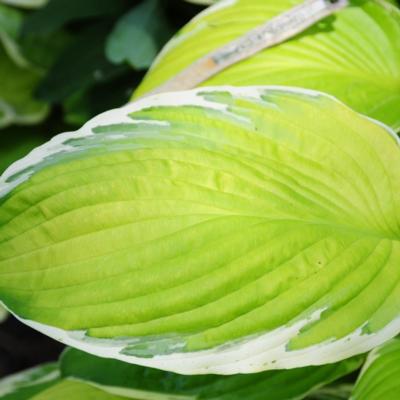 Hosta 'Moonlight' Hosta 'Moonlight'